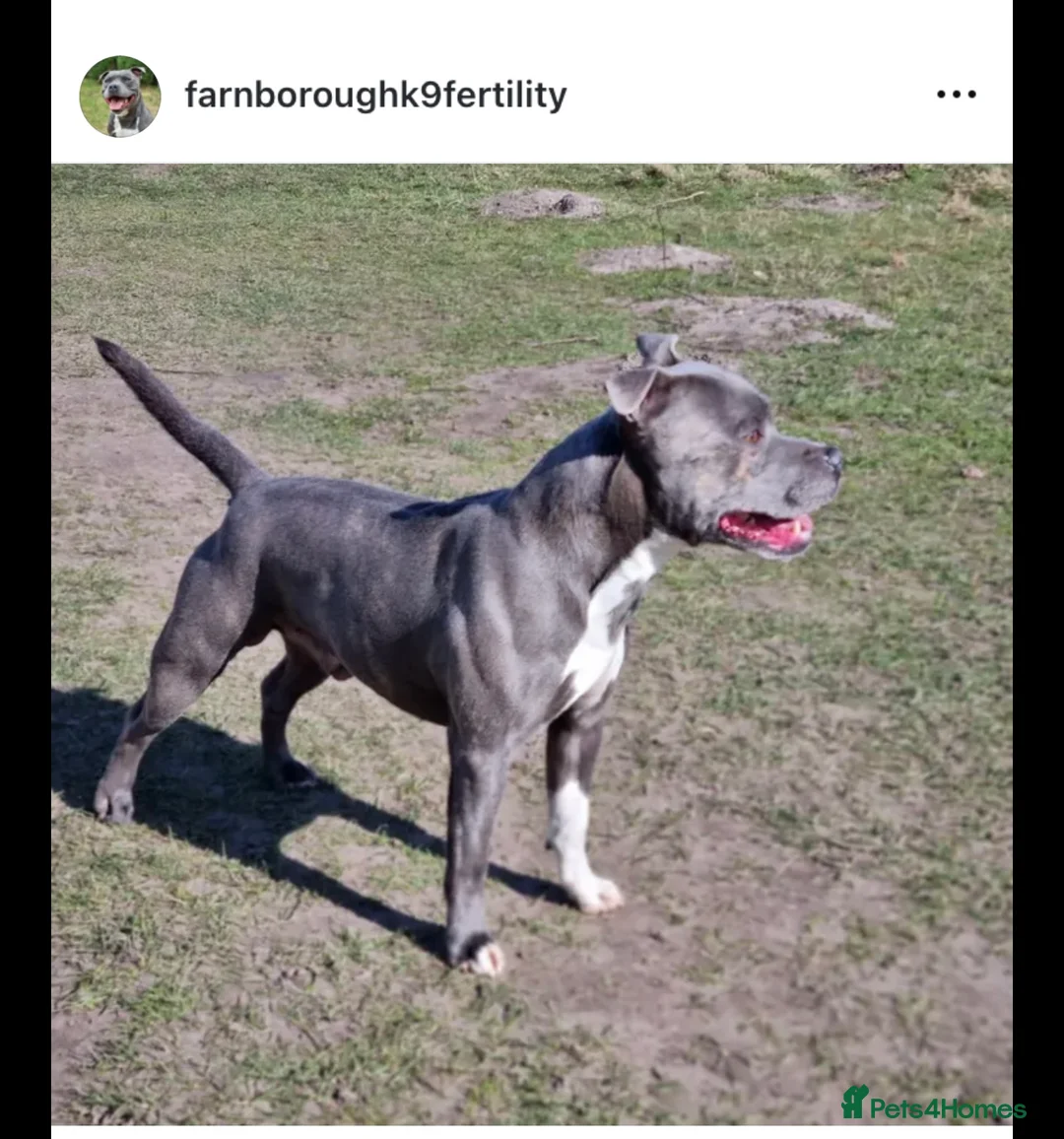 Staffordshire Bull Terrier dogs for stud: Proven Staffordshire Bull Terrier for stud in Farnborough - Advert 4