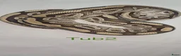 Python Snake reptiles for sale: Adult ball python's  - Advert 4