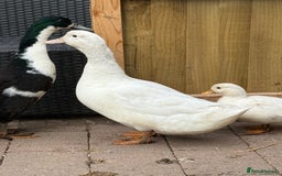 Ducks poultry for sale: Runner Ducks & Call Duck - Image 2