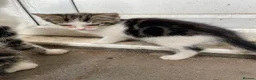 Mixed Breed cats for sale: KITTENS FOR SALE - Advert 10