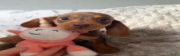 Miniature Dachshund dogs for sale: Miniature dachshunds for sale  - Advert 14