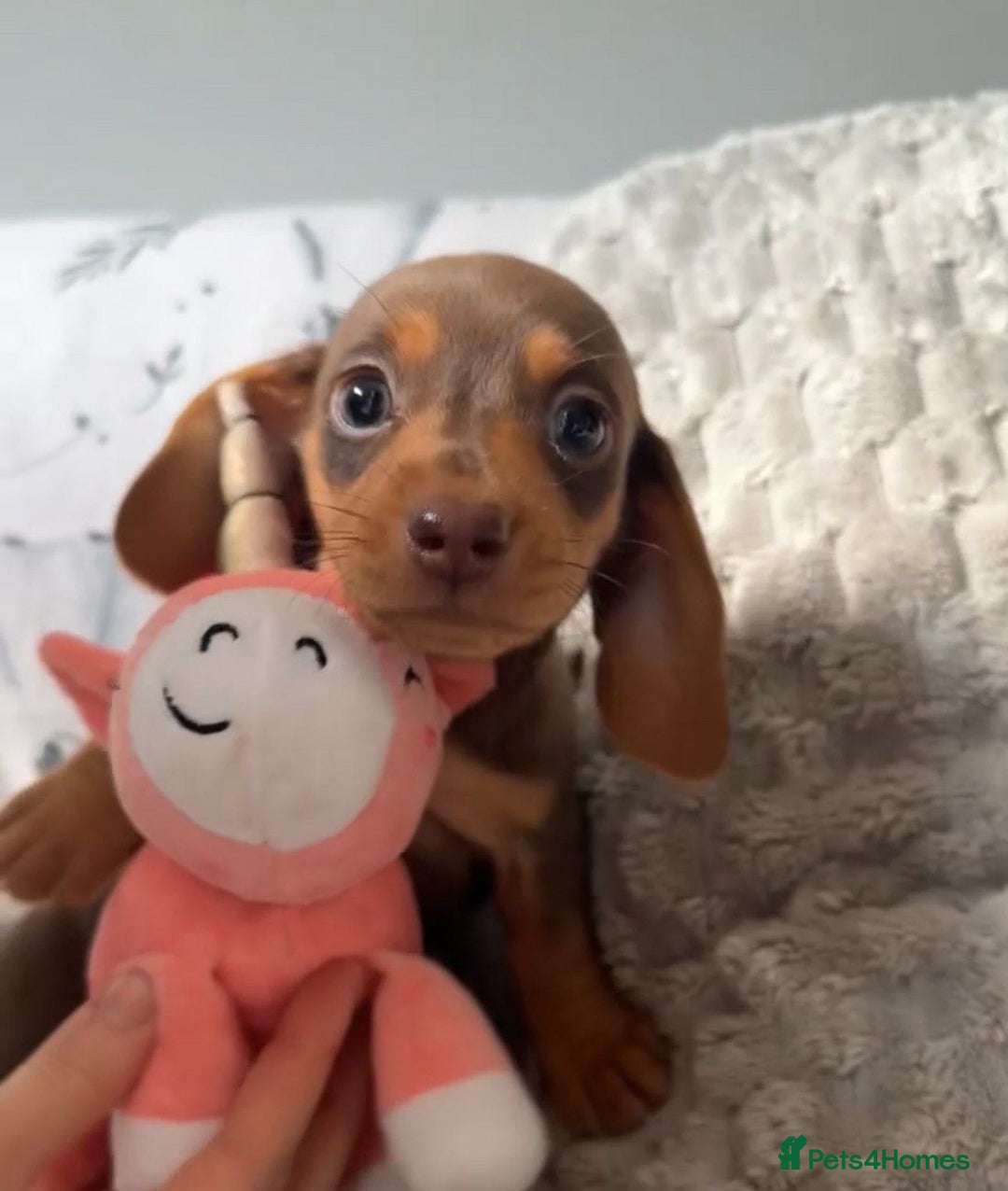 Miniature Dachshund dogs for sale: Miniature dachshunds for sale  - Advert 14