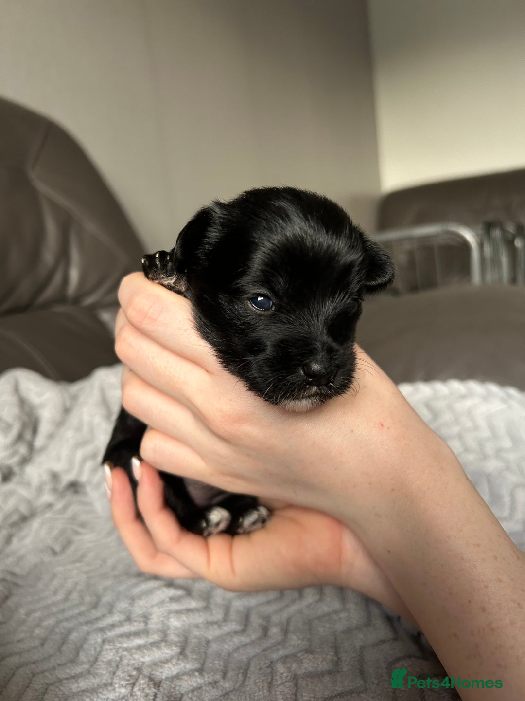 Mixed Breed dogs for sale: Maltipoo X Puppies For Sale 🐶🐾 - Image 2