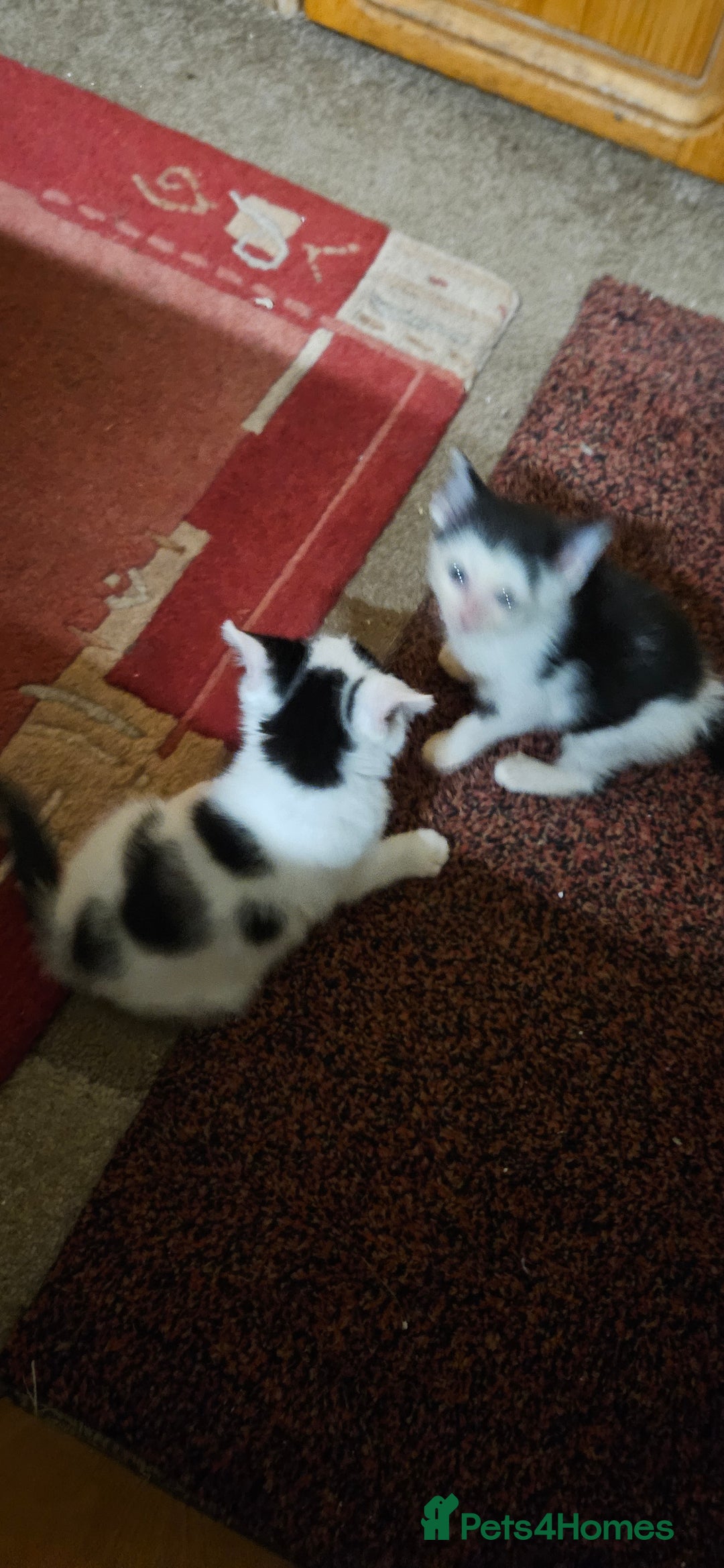 Mixed Breed cats for sale: Kittens - Advert 4