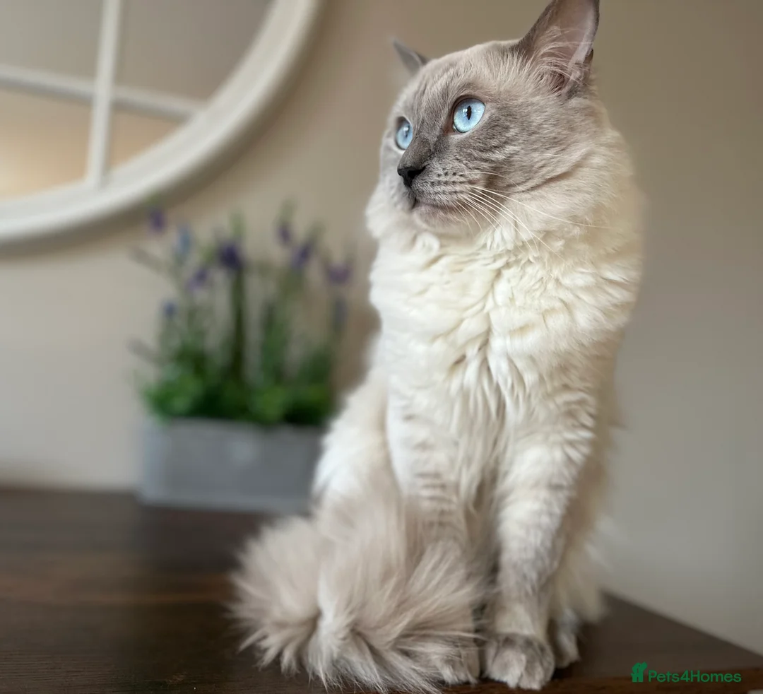 Ragdoll cats for stud: DNA TESTED🧬 Blue Point, Choc Carrier Ragdoll STUD - Advert 5