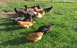 Hens poultry for sale: Point of lay pullets - Image 1