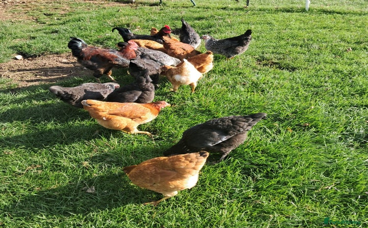Hens poultry - Advert 1