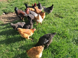 Hens poultry - Advert 5