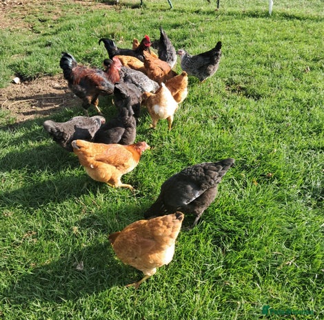 Hens poultry - Advert 13