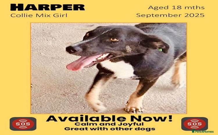 Mixed Breed dogs - Advert 14
