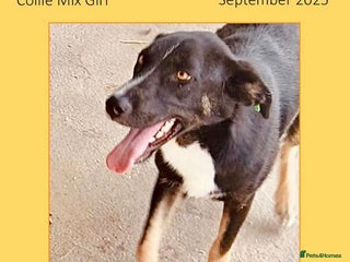 Mixed Breed dogs - Advert 6