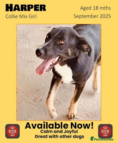 Mixed Breed dogs Harper, 18 months. Available for adoption. - Advert 13