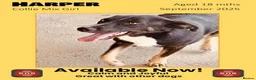 Mixed Breed dogs for adoption: Harper, 18 months. Available for adoption. - Advert 1