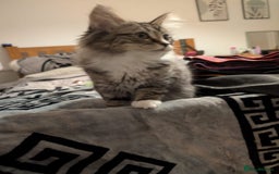 British Shorthair cats for sale: Beautiful British shorthair mix kittens available. - Advert 4