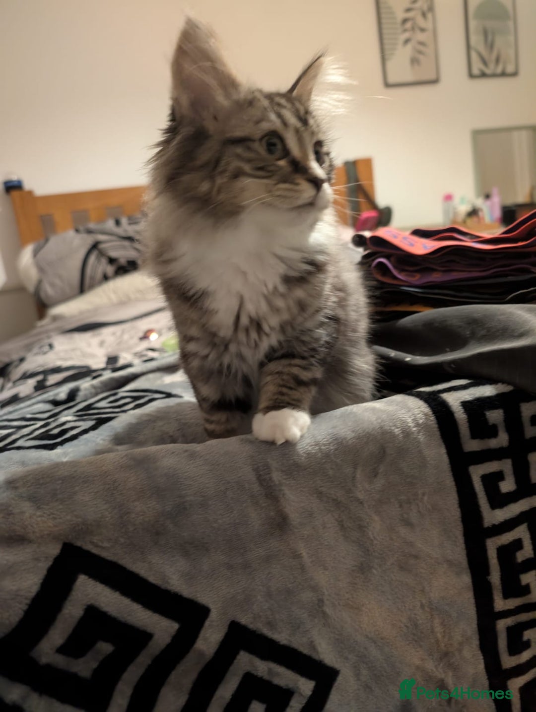 British Shorthair cats for sale: Beautiful British shorthair mix kittens available. - Advert 4