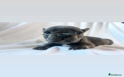 French Bulldog dogs for sale: French bulldogs , one fluffy (like his mum)  - Image 20