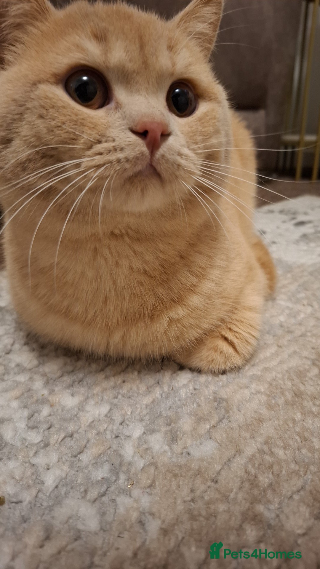 British Shorthair cats for sale: Lovely purebred male British Shothair  - Advert 5