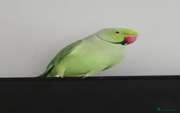 Parrots birds for sale: Indian rigneck  - Advert 2