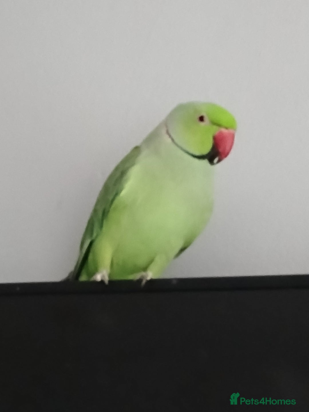 Parrots birds for sale: Indian rigneck  - Advert 2