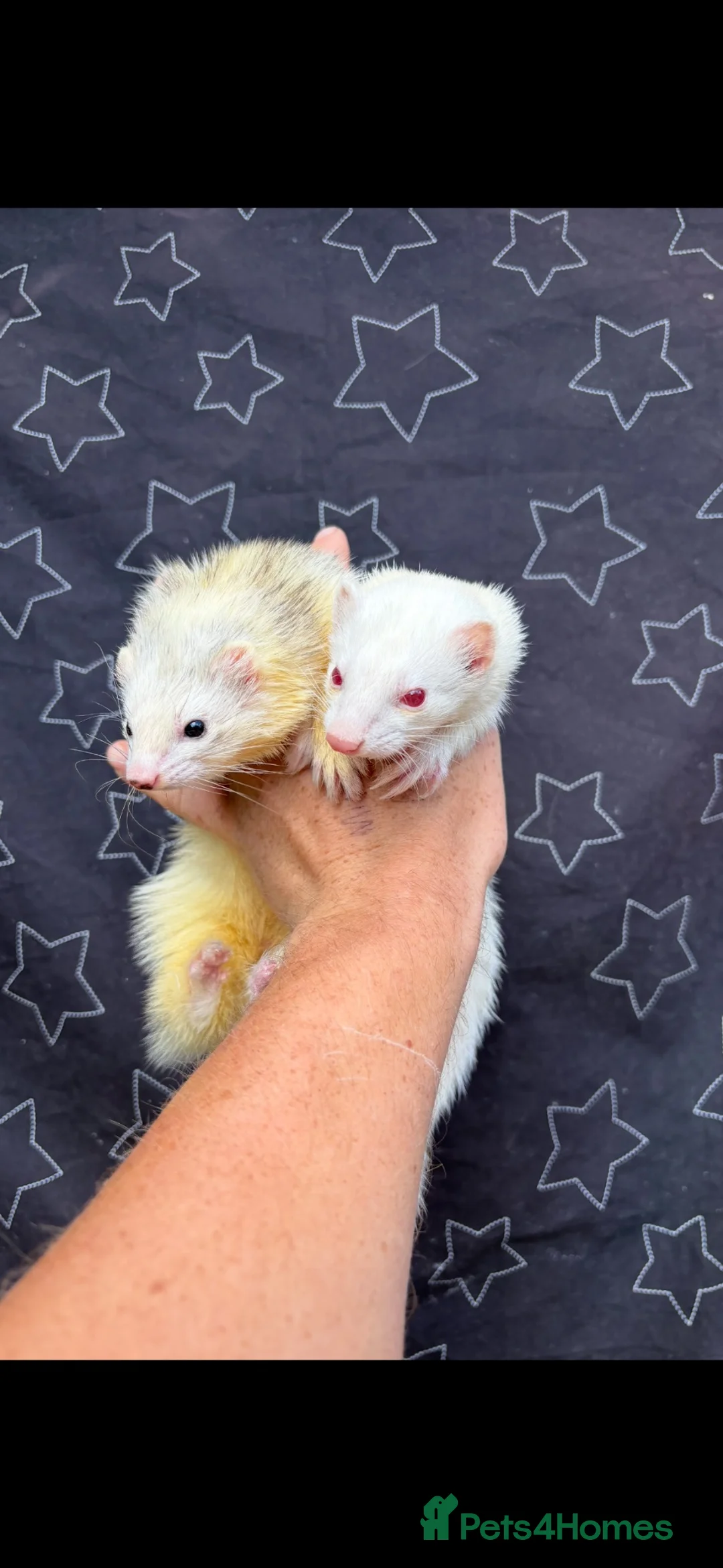 Ferret rodents for sale: 3/4 micro ferrets  in Bicester - Advert 5