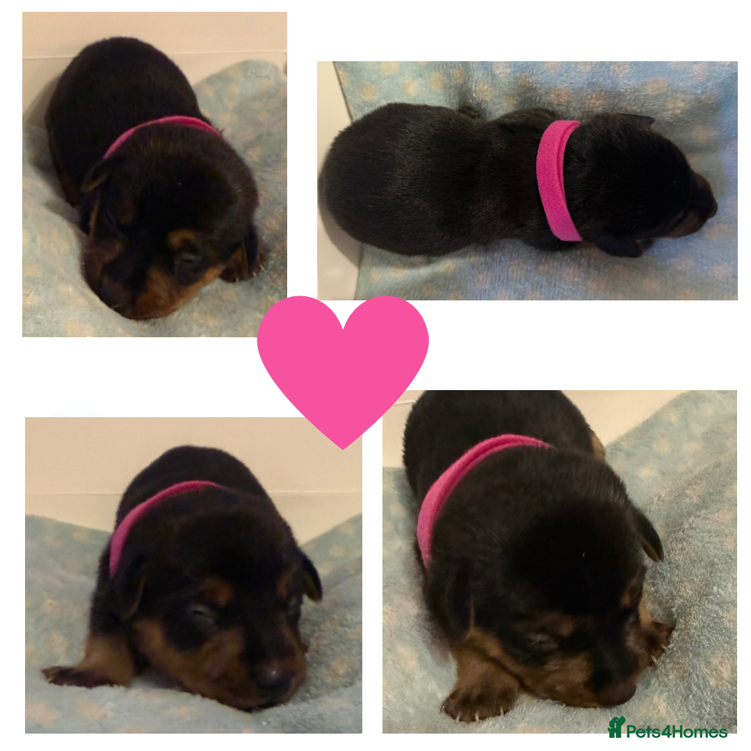 Jack Russell dogs for sale: Stunning Rainbow Litter of Jack Russell Terriers  - Image 5