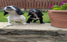 Cocker Spaniel dogs for sale: Beautiful cocker spaniel puppies  - Image 10