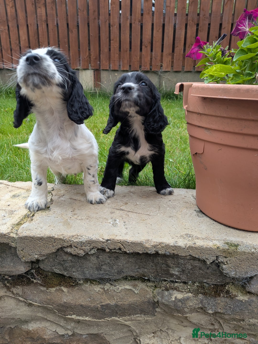 Cocker Spaniel dogs for sale: Beautiful cocker spaniel puppies  - Image 10