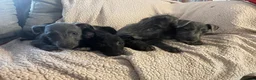 Mixed Breed dogs for sale: Wonderful whippet litter for sale in Ashby-de-la-Zouch - Advert 8