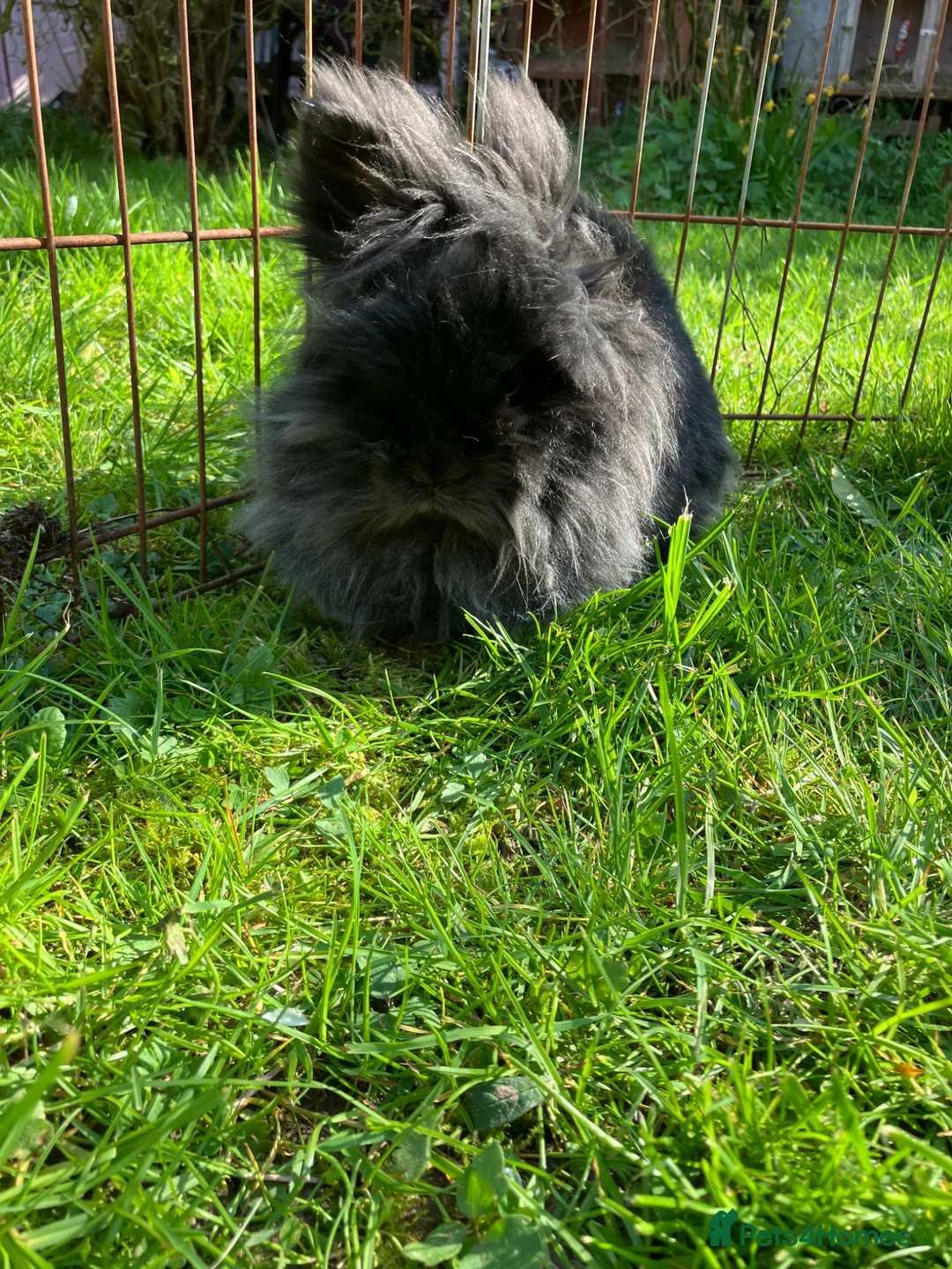 Lionhead rabbits for sale: Black lionhead girl  - Advert 4