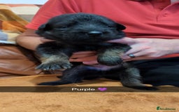 German Shepherd dogs for sale:  Gorgeous German Shepherd Puppies in Doncaster - Image 8