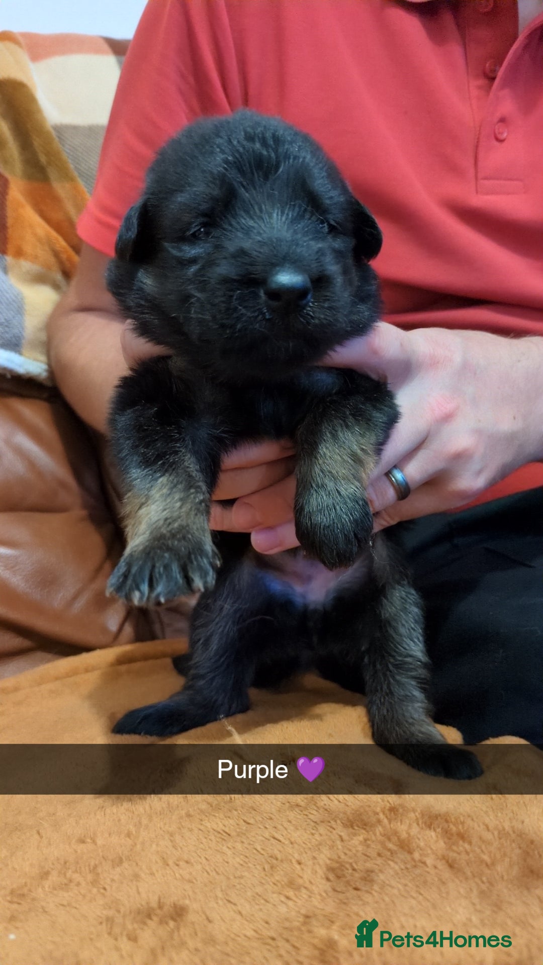 German Shepherd dogs for sale:  Gorgeous German Shepherd Puppies in Doncaster - Image 8
