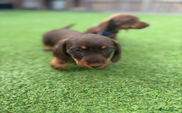 Miniature Dachshund dogs for sale: MINITURE DACHSHUNDS  - Image 7