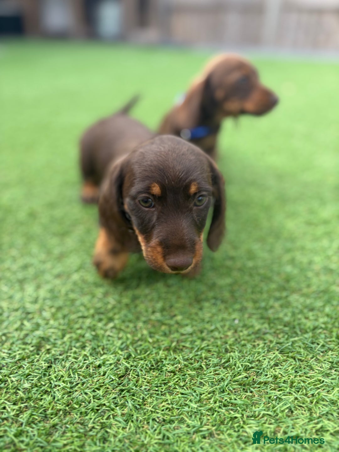 Miniature Dachshund dogs for sale: MINITURE DACHSHUNDS  - Image 7