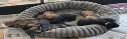 Mixed Breed dogs for sale: Miniature Schnauzer x Border Terrier puppies - Advert 8