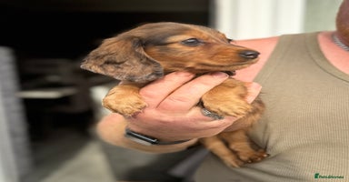 Miniature Dachshund dogs - Advert 4