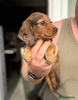 Miniature Dachshund dogs - Advert 4