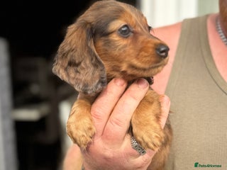 Miniature Dachshund dogs - Advert 17