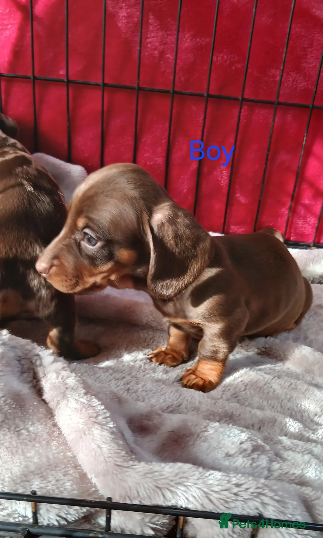 Miniature Dachshund dogs for sale: PRA, STUNNING MINIE'S READY NOW  - Advert 13