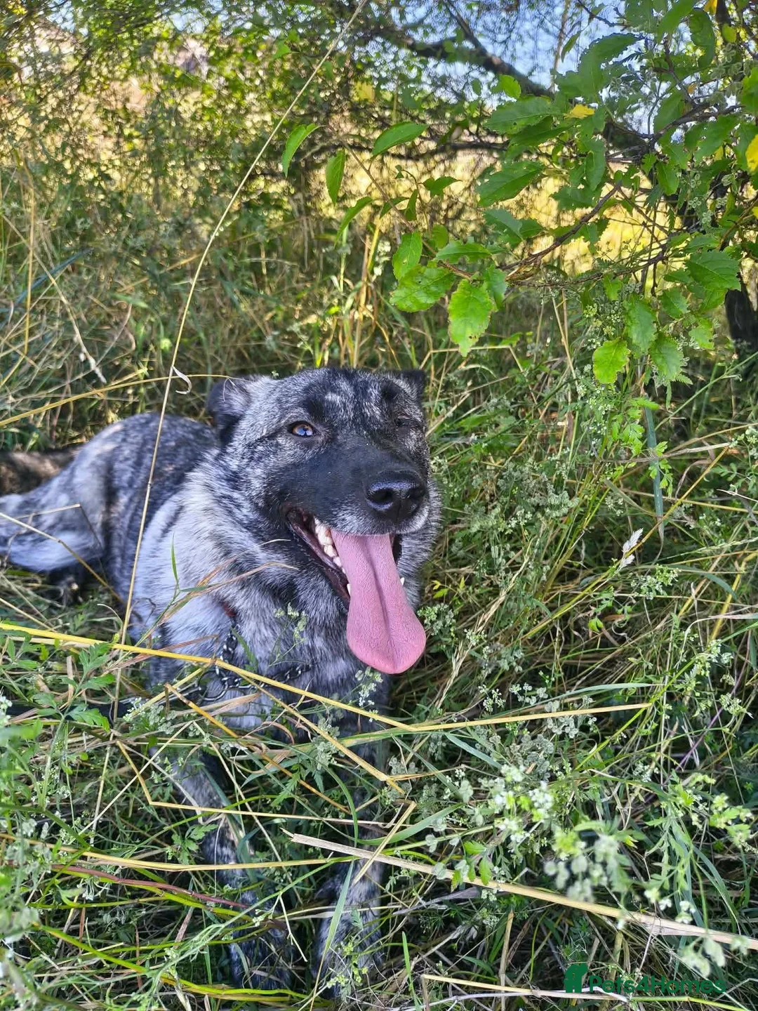 Mixed Breed dogs for adoption: DAFFI/v sweet girl/ adores dogs/big personality in Nottingham - Advert 2