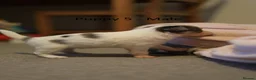 Chihuahua dogs for sale: Chihuahua Puppies - Advert 7