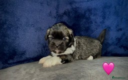 Lhasa Apso dogs for sale: 4 Lhasa Apso babies  - Image 11