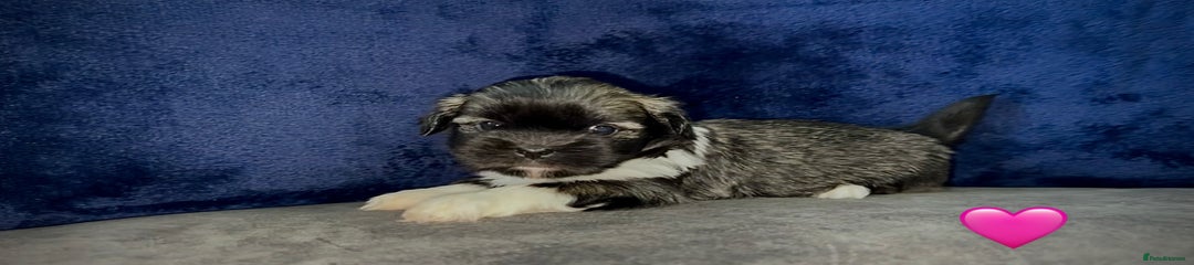 Lhasa Apso Puppy 4