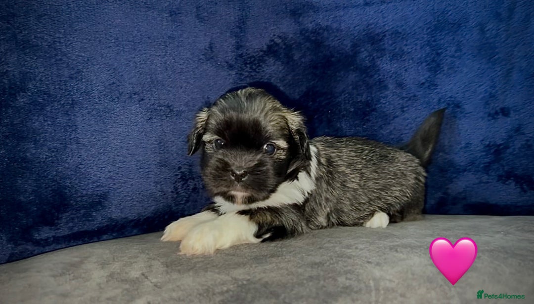 Lhasa Apso dogs for sale: 4 Lhasa Apso babies  - Image 11