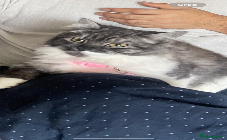 Persian cats in Bradford - Advert 1