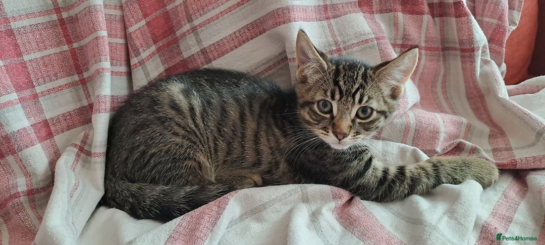 Domestic Shorthair cats for sale: Three kittens- first litter of our female cat  - Image 3