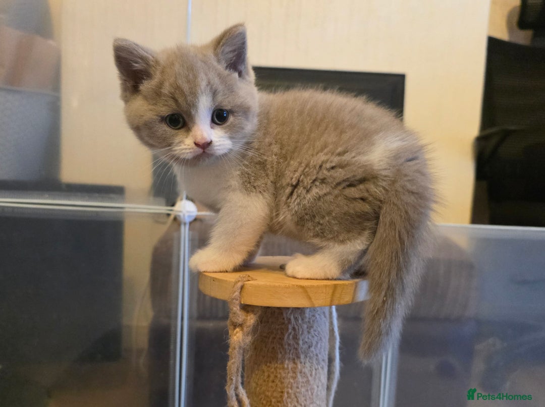 British Shorthair cats for sale: GCCF Registered British Shorthair Kittens - Image 4