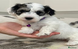 Coton De Tulear dogs for sale: Adorable Havaton puppies  - Image 9