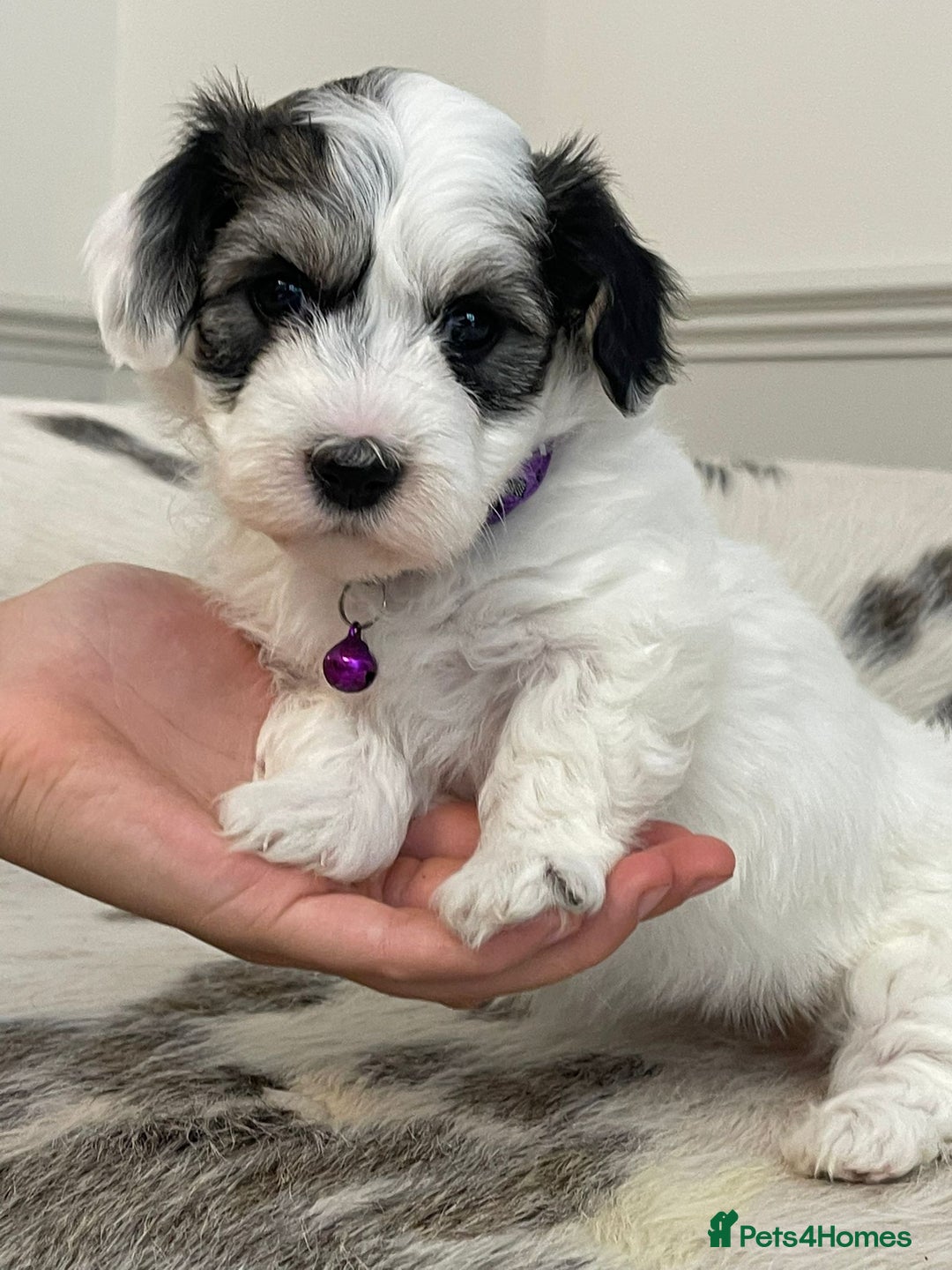 Coton De Tulear dogs for sale: Adorable Havaton puppies  - Image 9