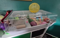 Hamster rodents for sale: Robrovski Hamster with cage - Image 5