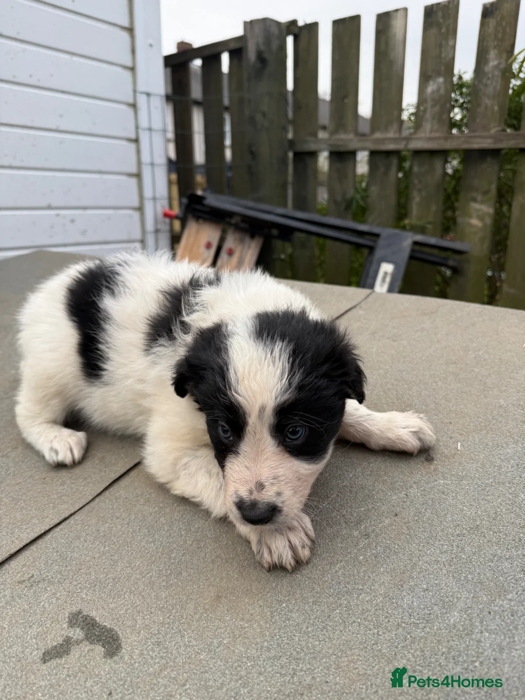 Border Collie dogs for sale: Border collie pups - Advert 2